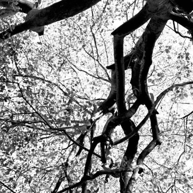 bitki ve ağaç Milli Parkı içinde 