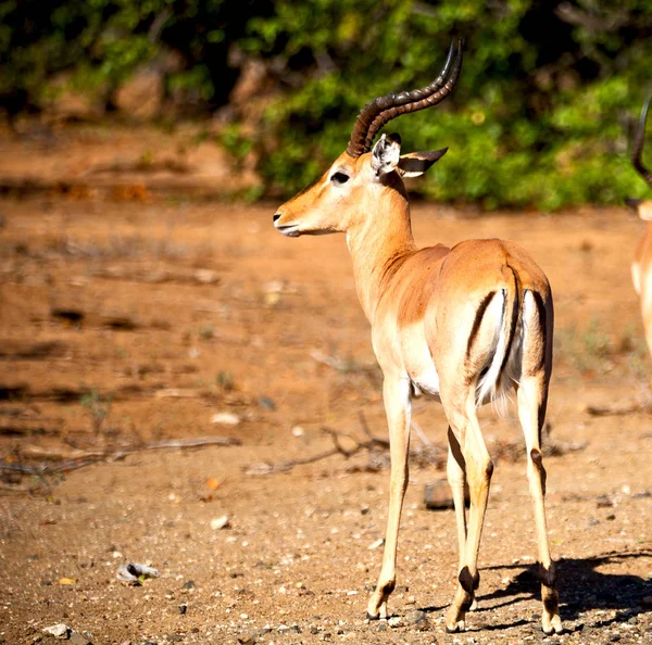 Vilda impala och vintern bush — Stockfoto