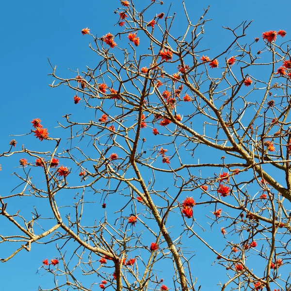 Perto da planta de flor e céu claro — Fotografia de Stock