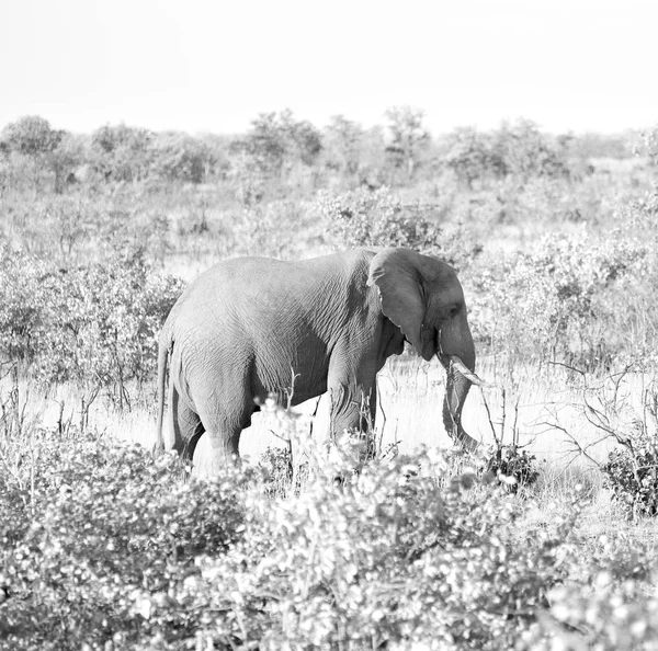 En Sudáfrica reserva natural de vida silvestre y elefante — Foto de Stock