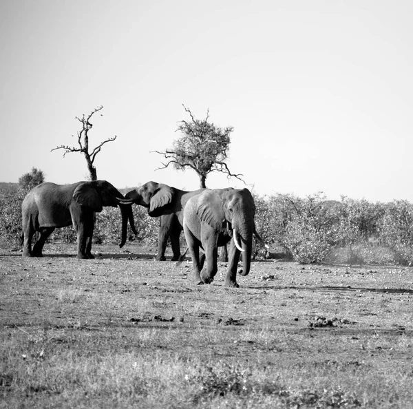 En Sudáfrica reserva natural de vida silvestre y elefante — Foto de Stock