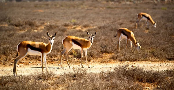 Impala selvagem e o arbusto de inverno — Fotografia de Stock
