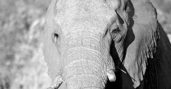 En Afrique du Sud réserve naturelle sauvage et éléphant — Photo