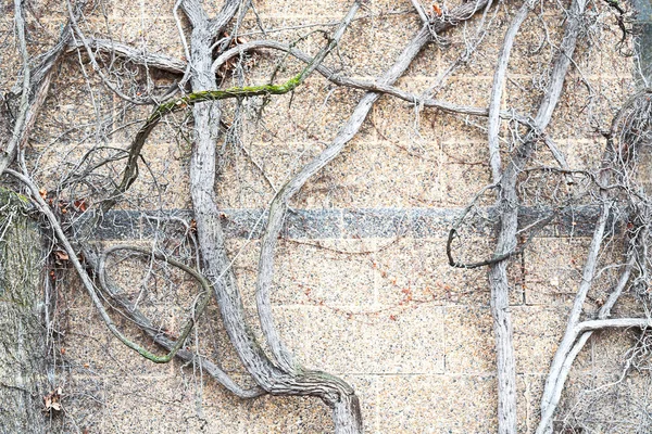 Ve zdi s přírodní větve — Stock fotografie