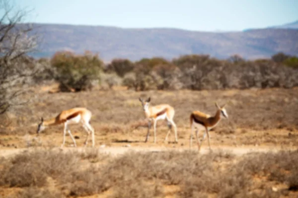 Wild impala in de winter bush — Stockfoto