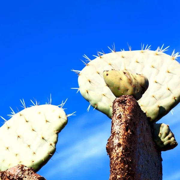 Na África do Sul céu nuvem e cacto — Fotografia de Stock