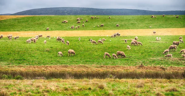 Güney Afrika'da bitki toprak bush ve koyun — Stok fotoğraf