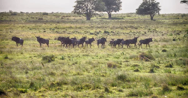 In south africa     wildlife   impala — Stock Photo, Image