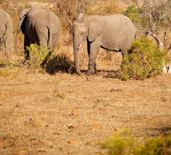 W RPA przyrody rezerwatu przyrody i słoń — Zdjęcie stockowe