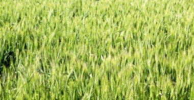 İran'da çiftlik ekili  