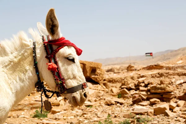 Un burro esperando al turista cerca de la montaña —  Fotos de Stock