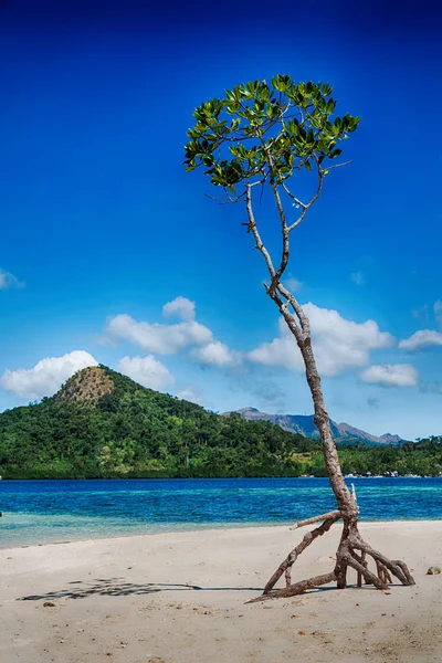 In der schönen Insel cosatline und Baum — Stockfoto