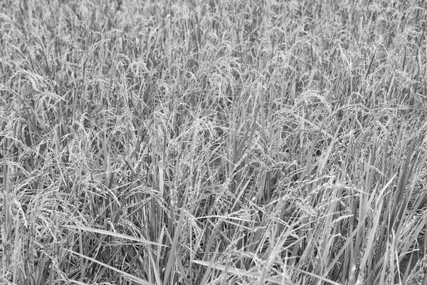 Primo piano di un campo di coltivazione di cereali di riso — Foto Stock