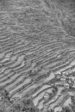   coultivation pirinç Teras alanı   