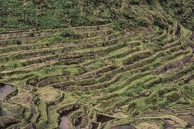   coultivation pirinç Teras alanı   