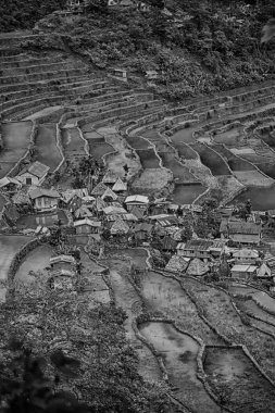   coultivation pirinç Teras alanı   