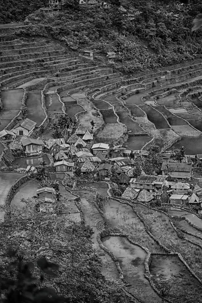   coultivation pirinç Teras alanı   