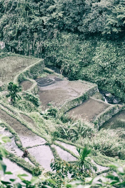 Terrace   field for  coultivation of rice — Stock Photo, Image