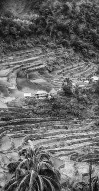   coultivation pirinç Teras alanı   