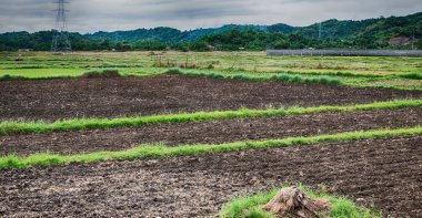   coultivation pirinç Teras alanı   