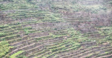   coultivation pirinç Teras alanı   