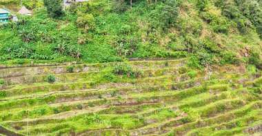   coultivation pirinç Teras alanı   