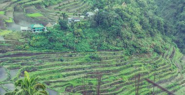   coultivation pirinç Teras alanı   