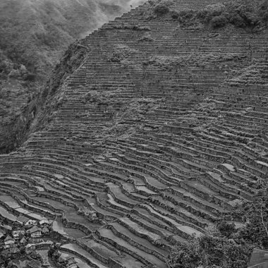   coultivation pirinç Teras alanı   