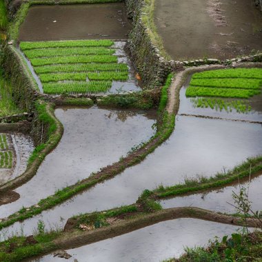   coultivation pirinç Teras alanı   