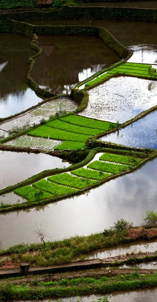 Campo de terraza para el coultivation de arroz —  Fotos de Stock