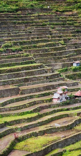 Campo de terraço para coultivação de arroz — Fotografia de Stock