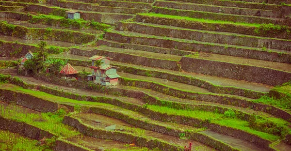 Terrassefelt for formering av ris – stockfoto