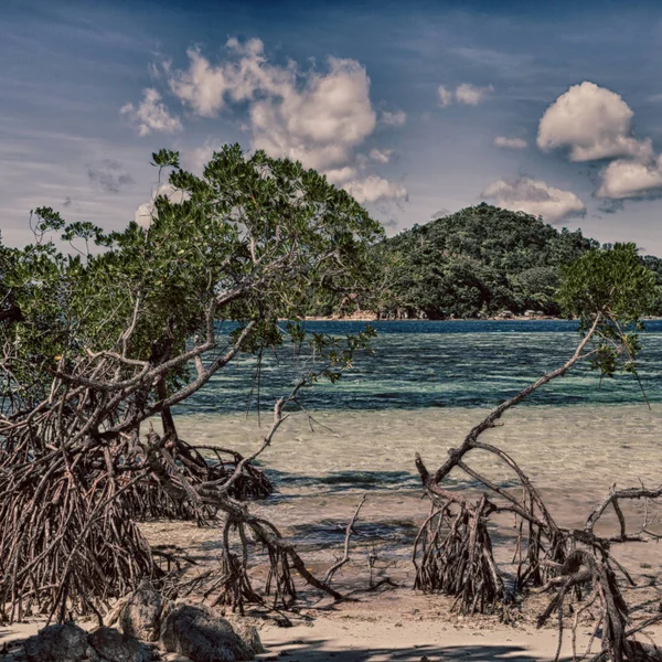 In der schönen Insel cosatline und Baum — Stockfoto