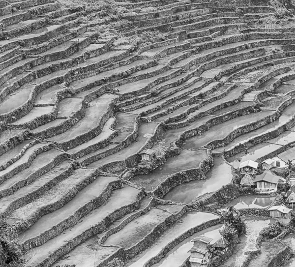 Campo de terraço para coultivação de arroz — Fotografia de Stock