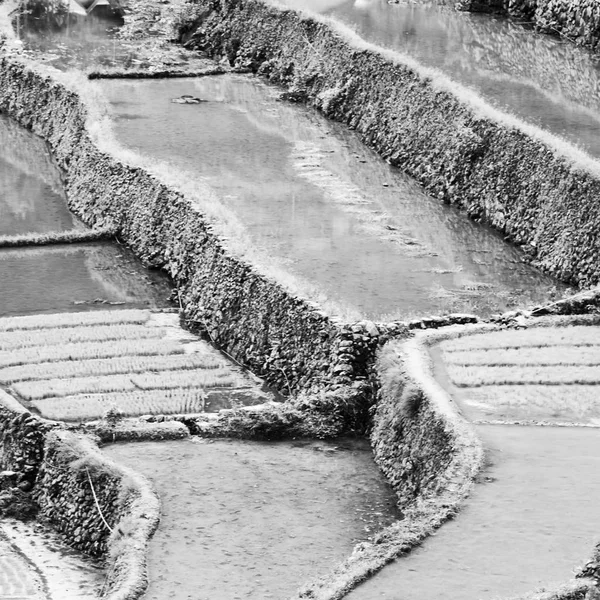 Terras veld voor coultivation van rijst — Stockfoto