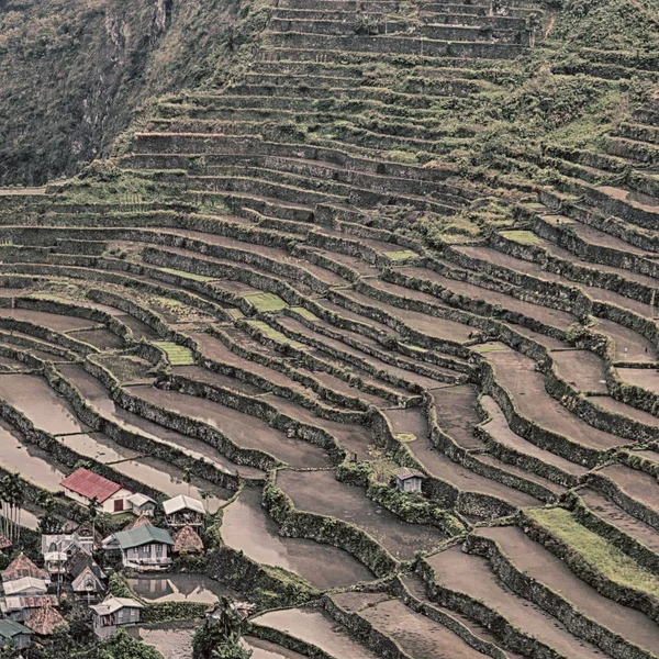Champ terrasse pour la coultivation du riz — Photo