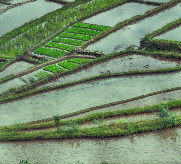 Campo de terraza para el coultivation de arroz —  Fotos de Stock