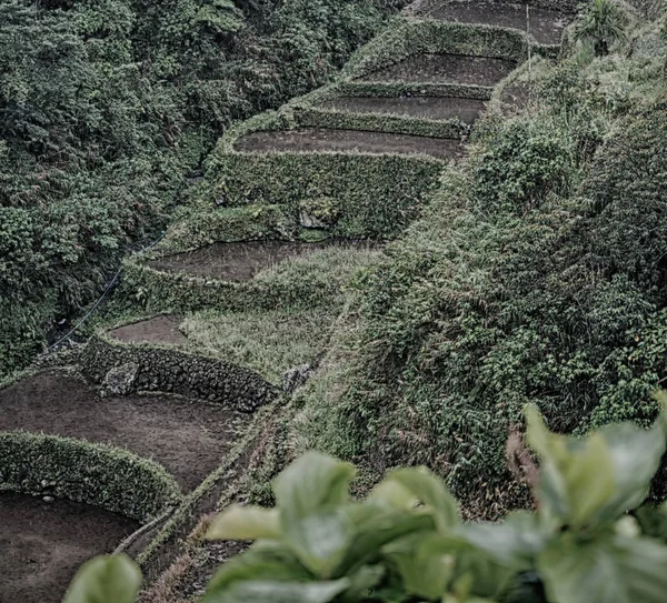 Ladang teras untuk coultivation beras — Stok Foto