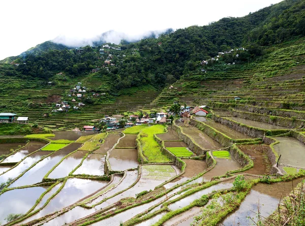 Terasa pole pro coultivation rýže — Stock fotografie
