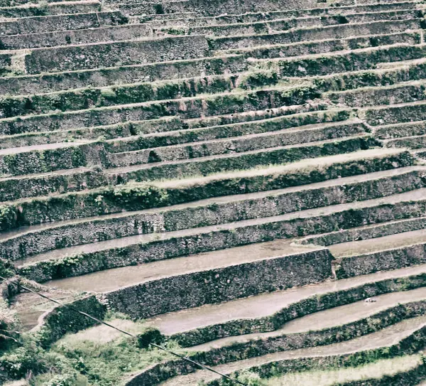 Campo de terraço para coultivação de arroz — Fotografia de Stock