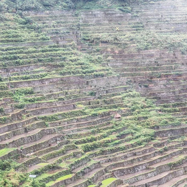 Campo de terraço para coultivação de arroz — Fotografia de Stock