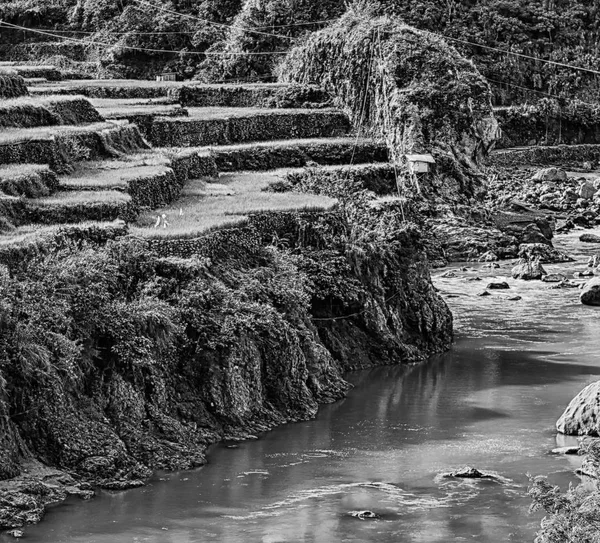 Terrace   field for  coultivation of rice — Stock Photo, Image