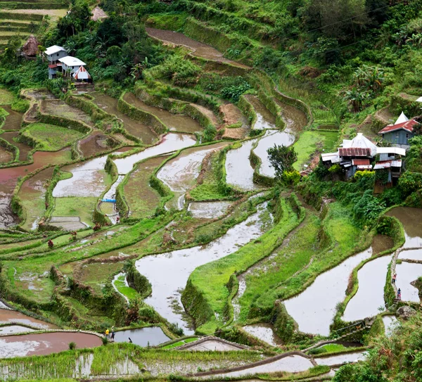 Терраса для выращивания риса — стоковое фото
