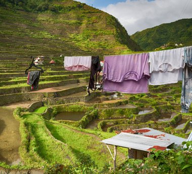   coultivation pirinç Teras alanı   