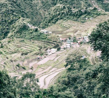   coultivation pirinç Teras alanı   