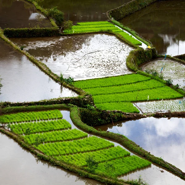 Terrace   field for  coultivation of rice — Stock Photo, Image