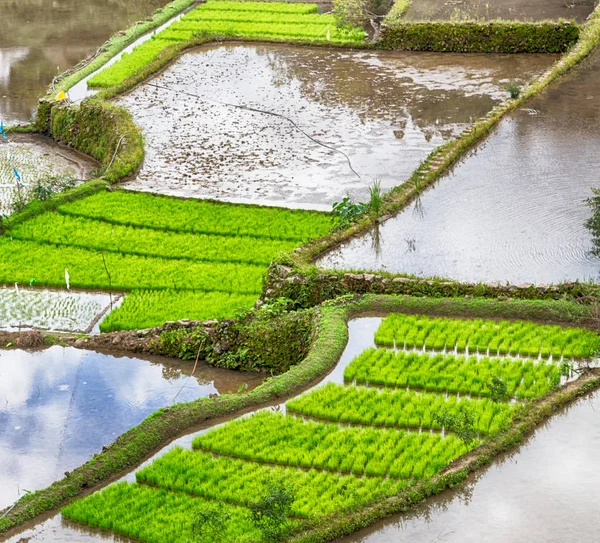 Terrass område för coultivation ris — Stockfoto