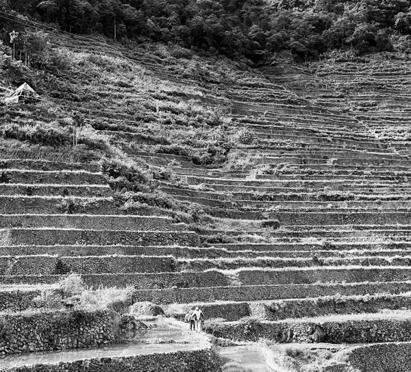 Campo de terraço para coultivação de arroz — Fotografia de Stock