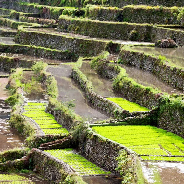 Campo de terraço para coultivação de arroz — Fotografia de Stock