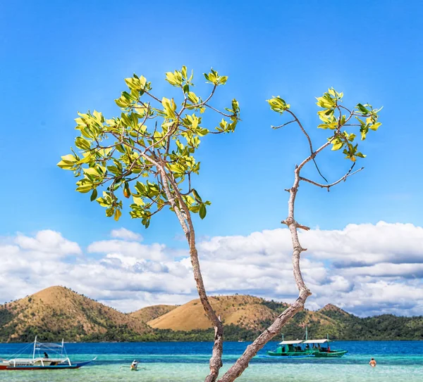 En la hermosa isla cosatline y el árbol — Foto de Stock